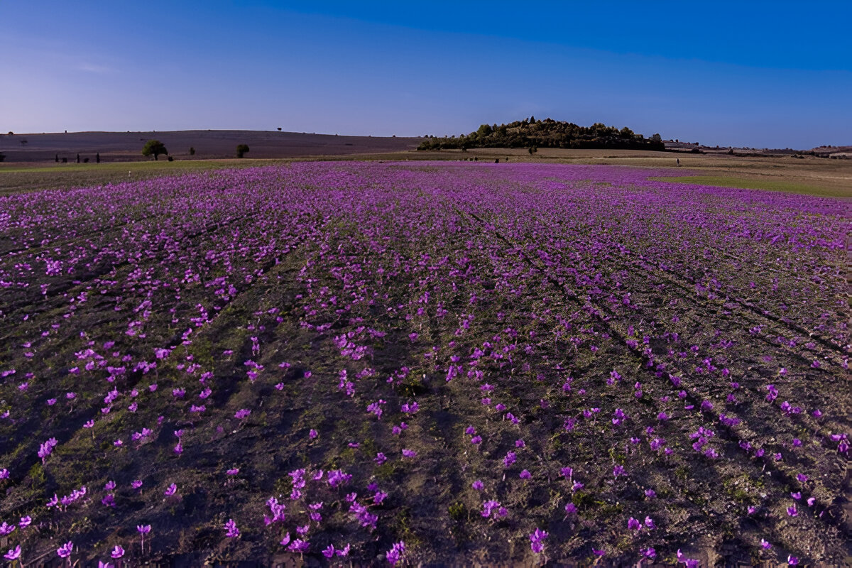 Key Factors in Saffron Site Selection