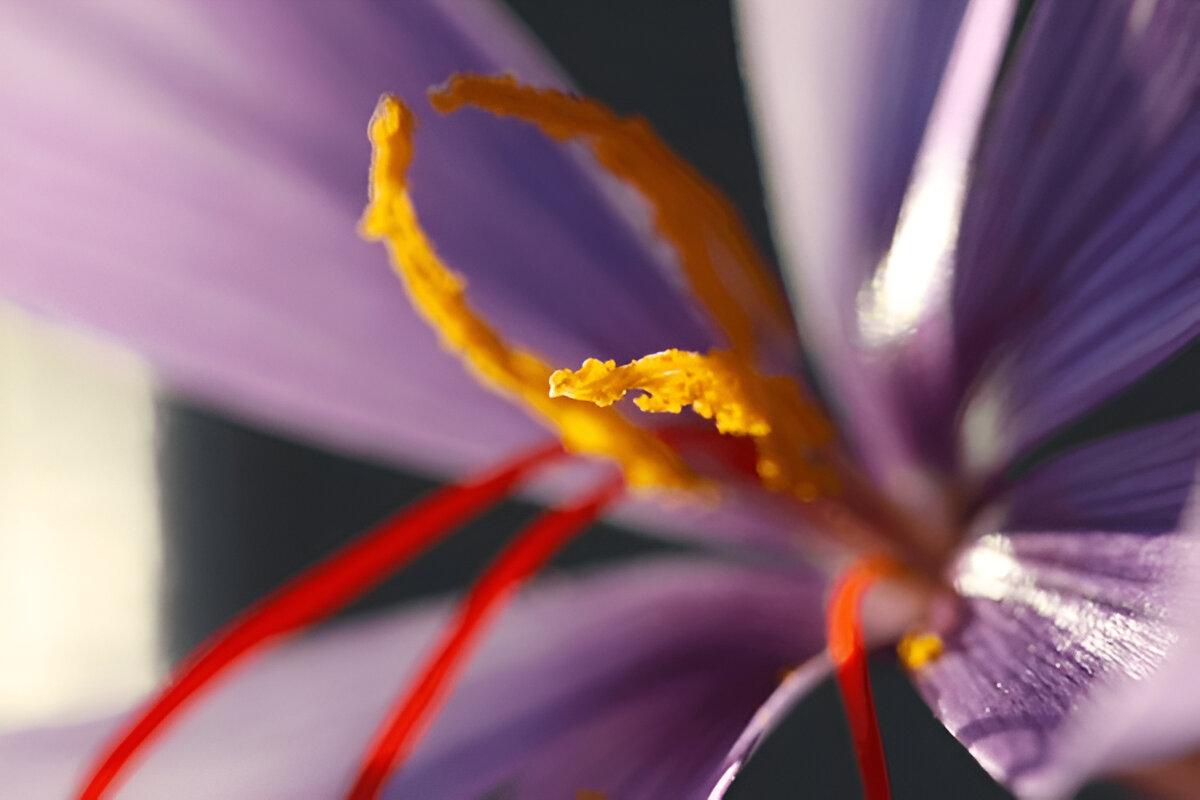 Saffron Flower Development