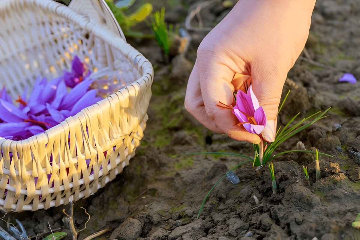 Harvesting Saffron's Delicate Threads