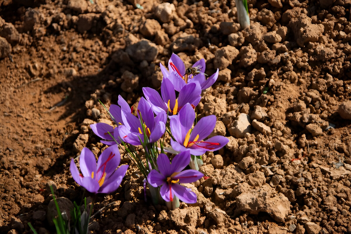 Assessing Soil Fertility and Health