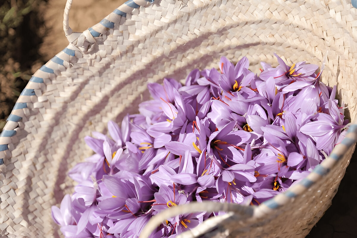 Harvesting the Saffron Stigmas