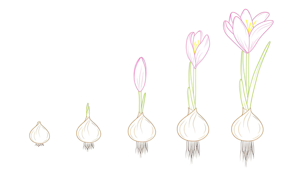 Understanding Saffron Dormancy Periods