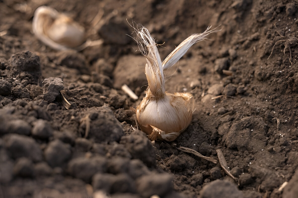 Selecting Quality Saffron Bulbs