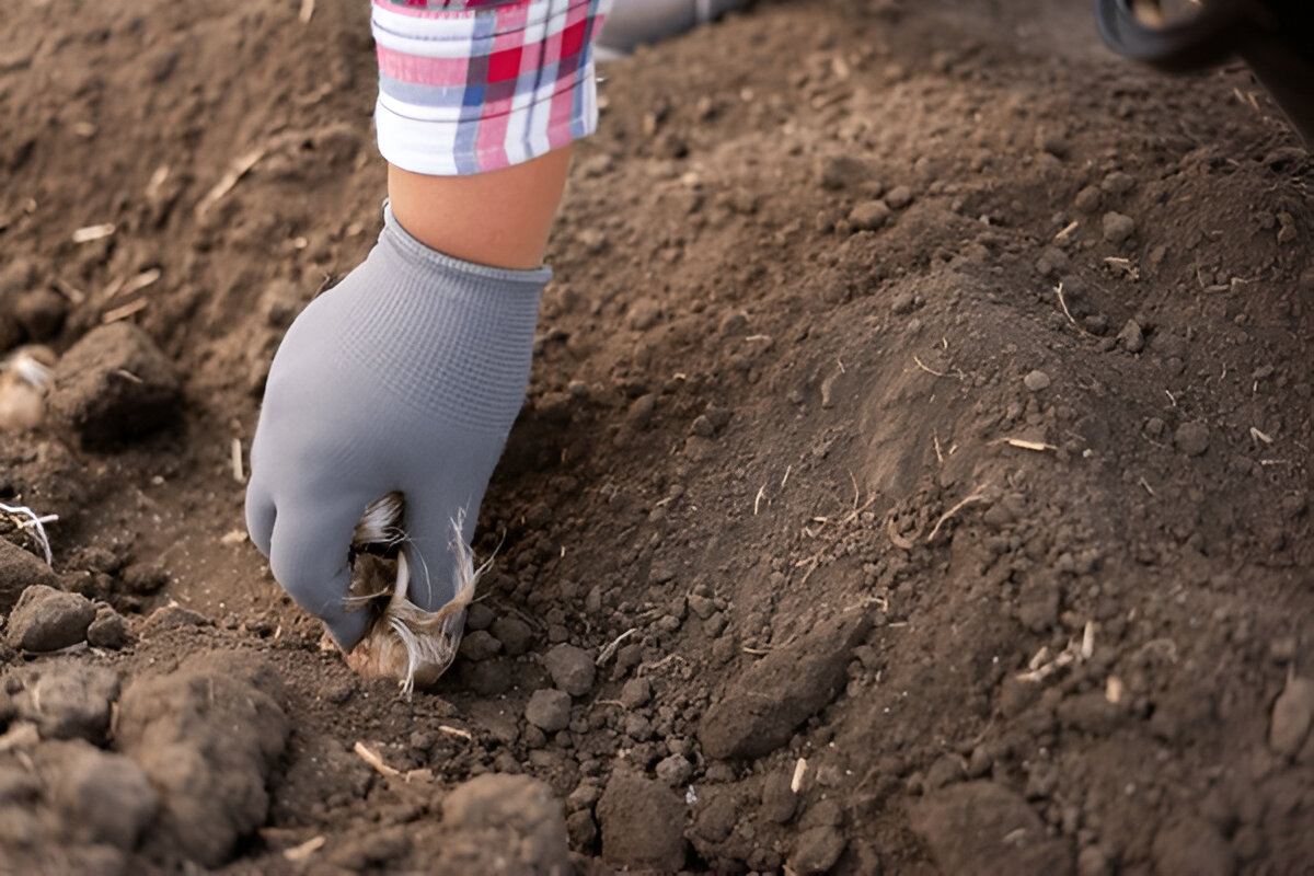 Saffron Planting Techniques