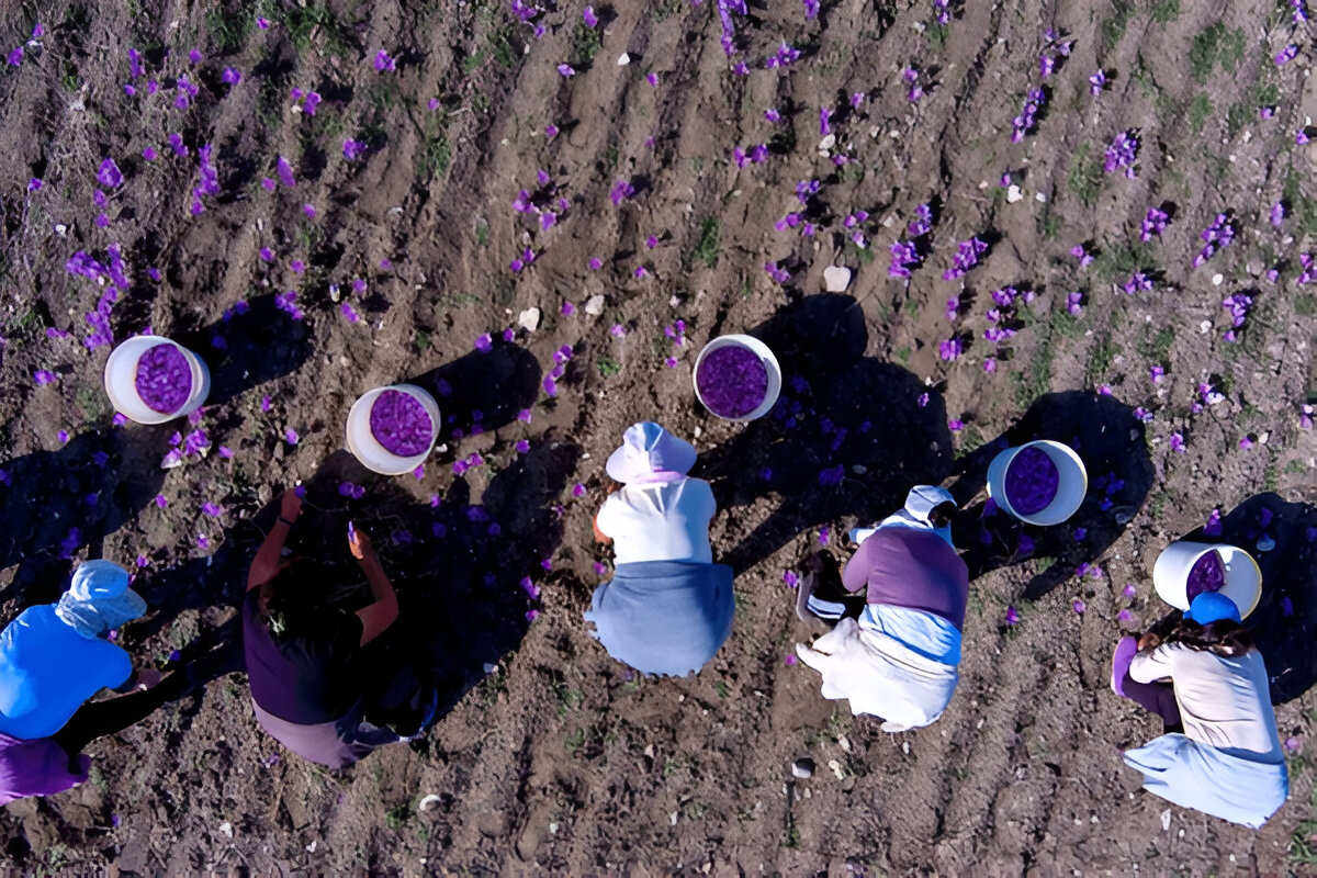 Saffron Flowering and Harvesting