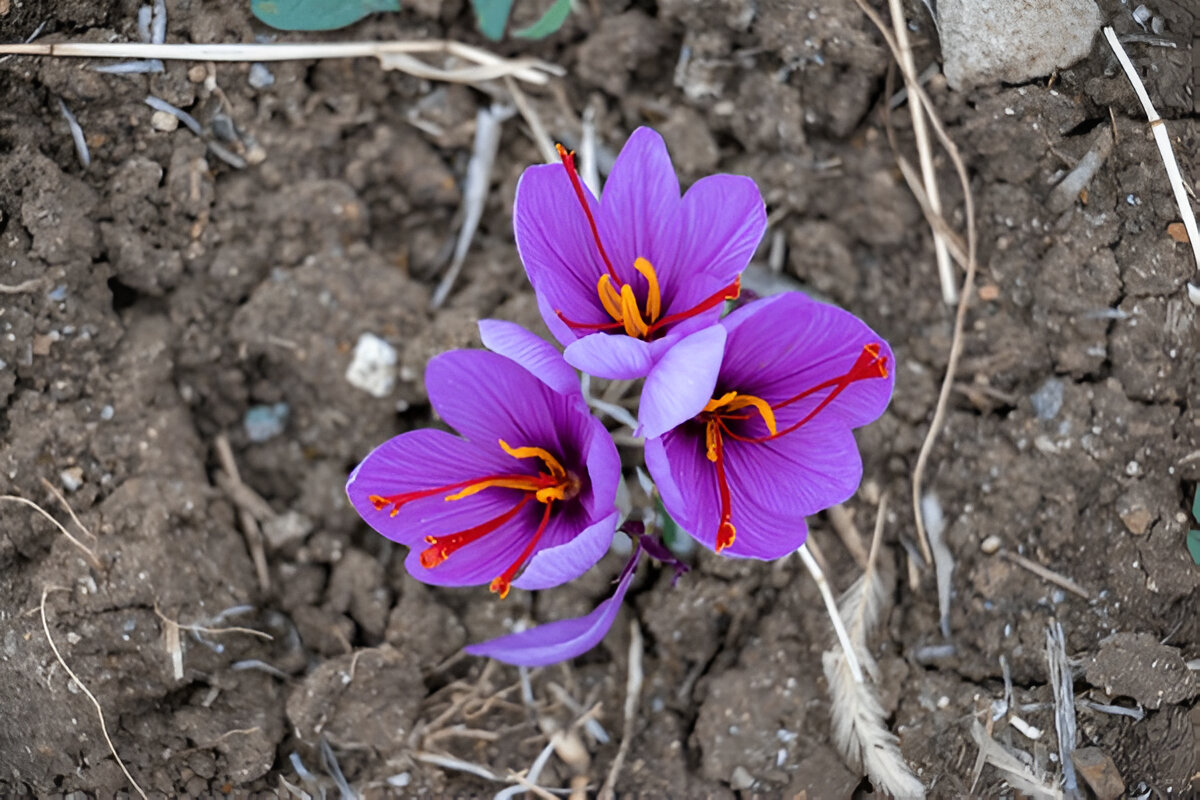 Saffron Challenges and Solutions