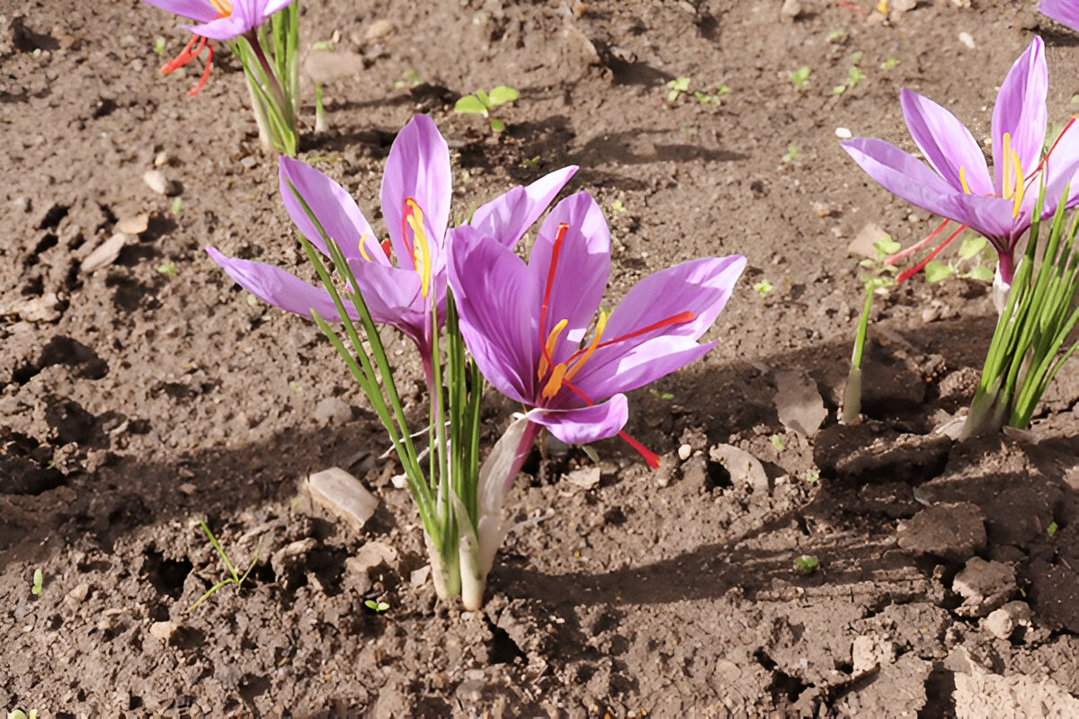 Ideal Conditions for Saffron Cultivation