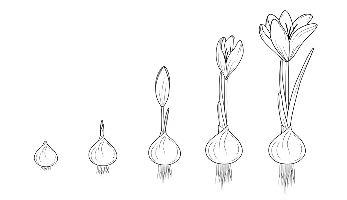 Saffron Growth Cycle and Development Stages