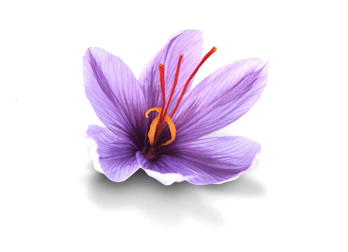 Saffron Flower Anatomy