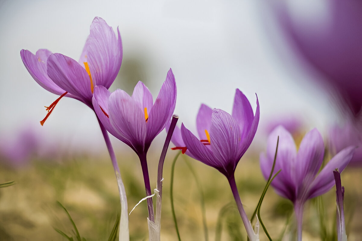 Overview of Crocus Sativus